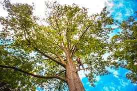 Best Tree Cabling and Bracing  in Grantville, GA
