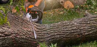  Grantville, GA Tree Care Pros