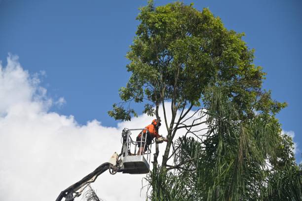 Best Fruit Tree Pruning  in Grantville, GA