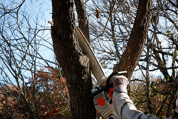 Trusted Grantville, GA Tree Care Experts