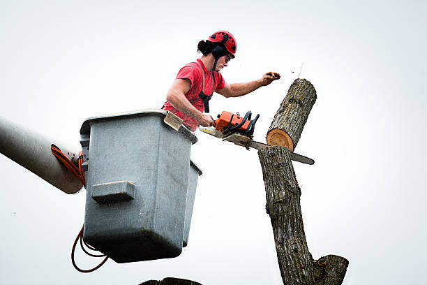 Best Tree Maintenance Programs  in Grantville, GA