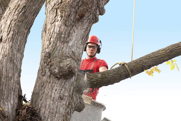 Best Utility Line Clearance  in Grantville, GA